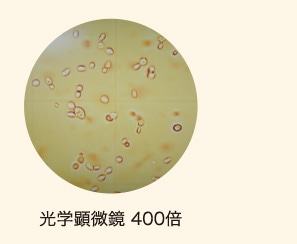 光学顕微鏡 400倍