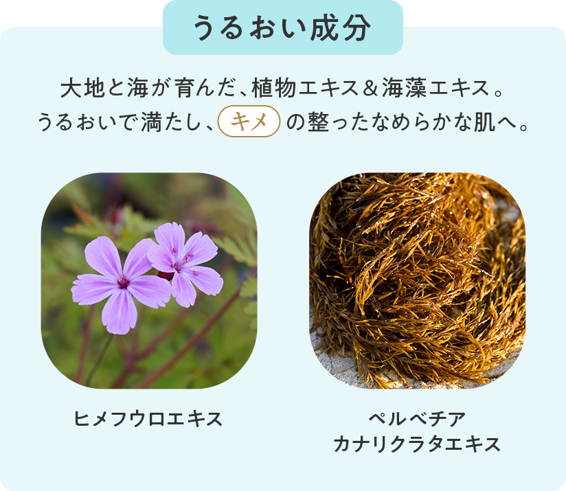 うるおい成分 大地と海が育んだ、植物エキス＆海藻エキス。うるおいで満たし、キメの整ったなめらかな肌へ。